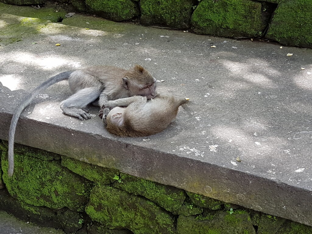 Affenwald in Ubud