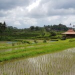 Reisefelder in Bali - Ubud