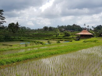 Reisefelder in Bali - Ubud
