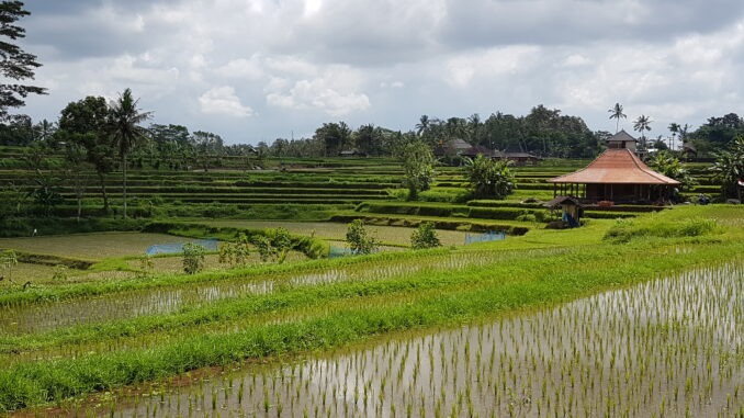 Reisefelder in Bali - Ubud