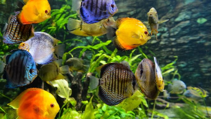 Fischkrankheiten Aquarium