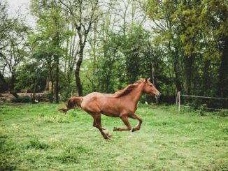 animal, horse, mammal