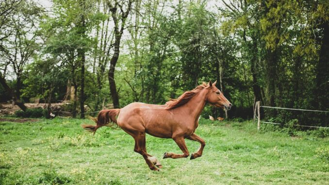 animal, horse, mammal