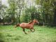 animal, horse, mammal